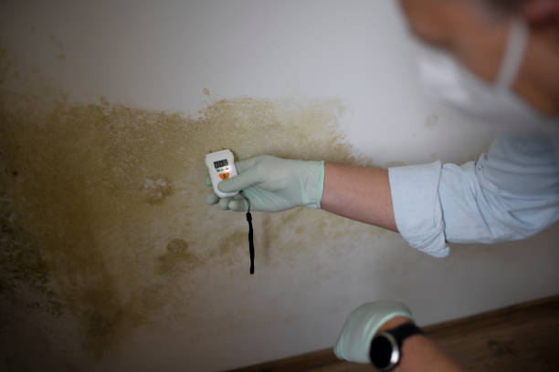 Best Commercial Mold Removal  in USA